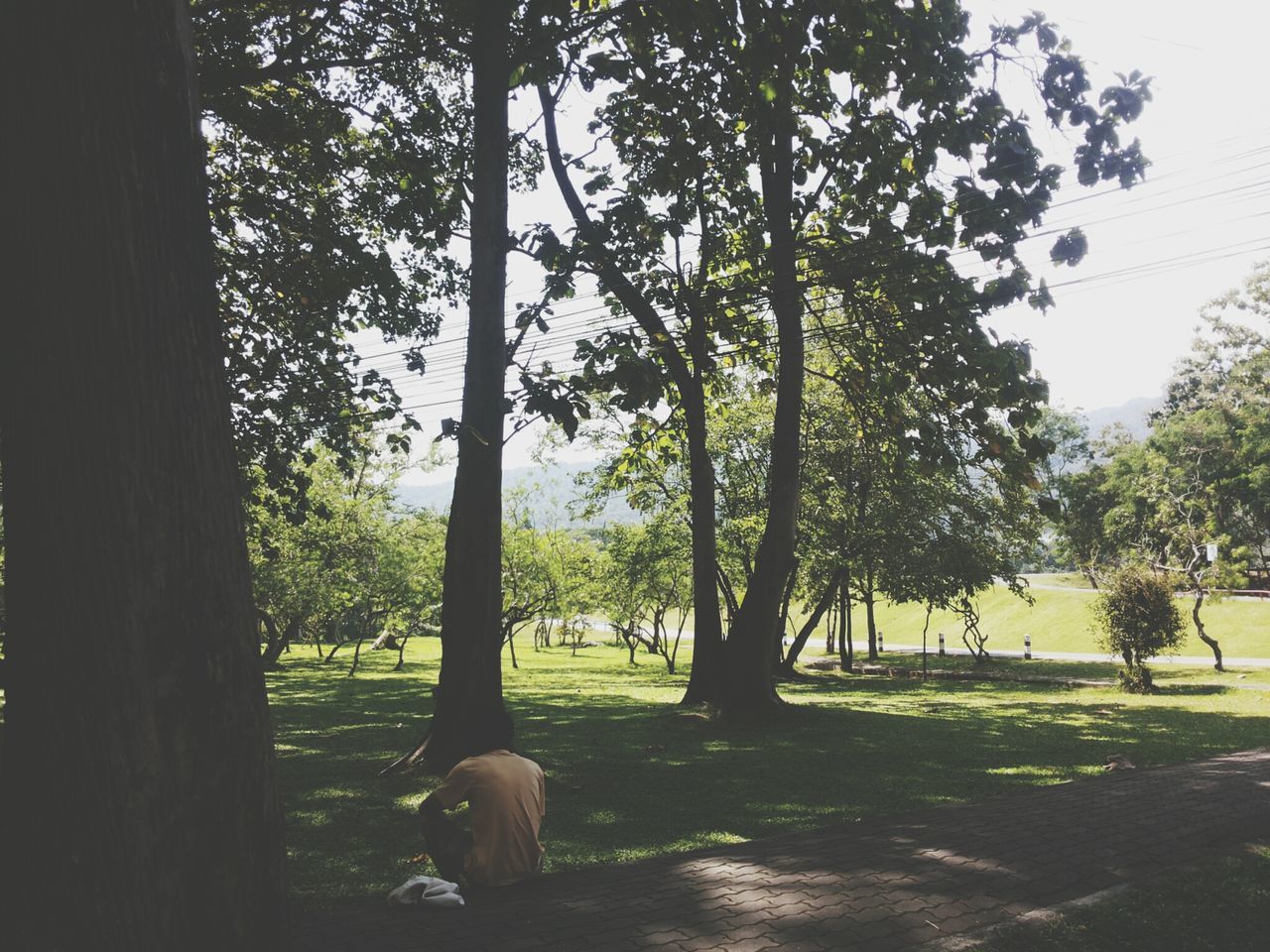 tree, lifestyles, leisure activity, tree trunk, park - man made space, men, growth, person, grass, shadow, sunlight, park, green color, branch, sitting, nature, day, rear view