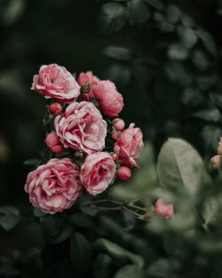 Close-up of pink rose