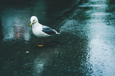 Seagull on a lake