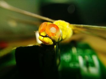 Close-up of ladybug on leaf