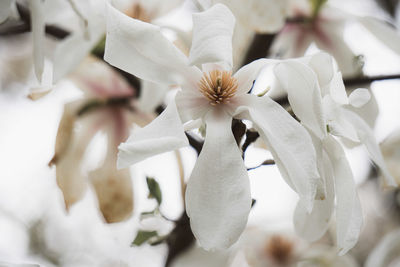 Close-up of white flowering plant