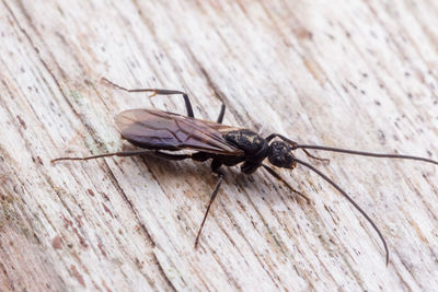 Close-up of fly on wood