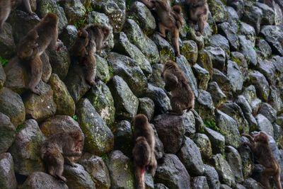 Full frame shot of monkey's climbing a rock wall