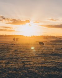 Horse grazing on grass against sky during sunset