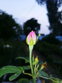 Close-up of pink flowering plant