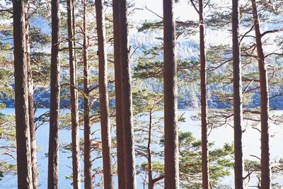 Pine trees in forest against sky
