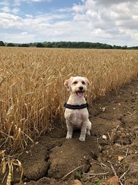 Dog in a field