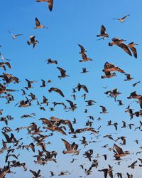 Low angle view of birds flying in the sky