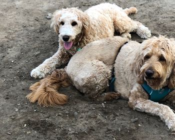 Portrait of two dogs