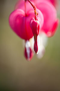 Close-up of rose flower