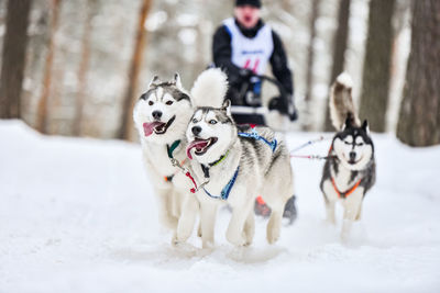 Dog in snow