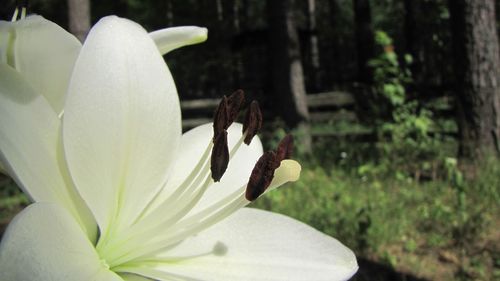 Close-up of white flowers