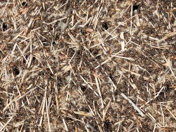 High angle view of insect on dry land