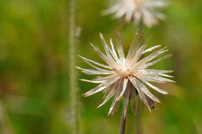 Close-up of dandelion flower