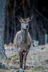 Portrait of deer standing on land