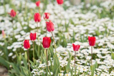 Close-up of pink flowers blooming in field