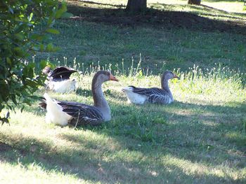 Ducks on field