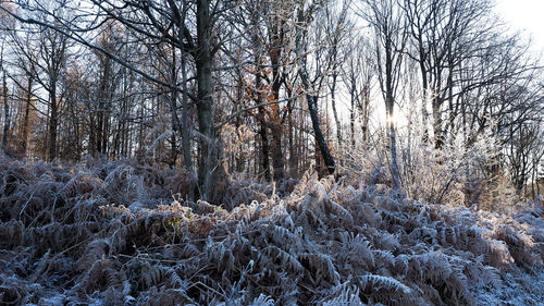 Bare trees in forest during winter