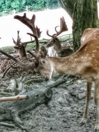 Deer in a field