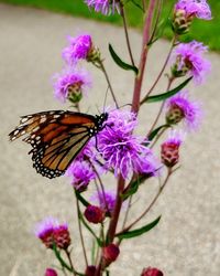 Close-up of butterfly pollinating on pink flower