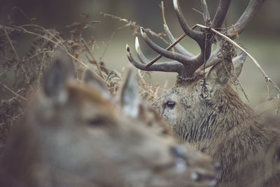 Close-up of deer
