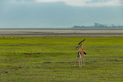 Gazelle standing on field