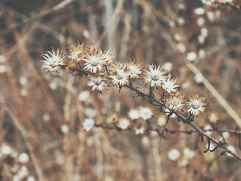 Close-up of flowers blooming outdoors