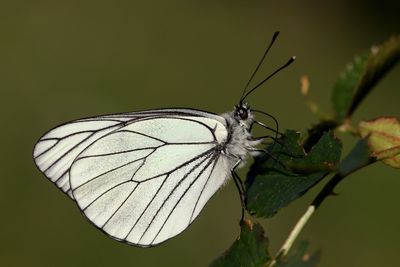 Close-up of butterfly on leaf