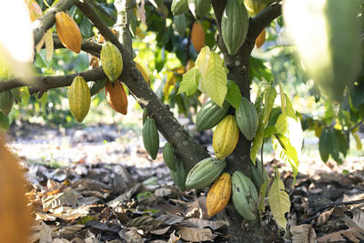 Close-up of fruits growing on tree