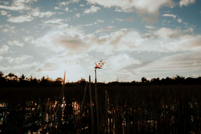 Plants growing on land against sky during sunset