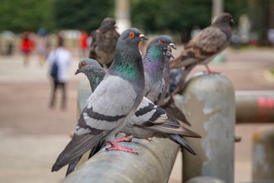 Close-up of pigeons perching