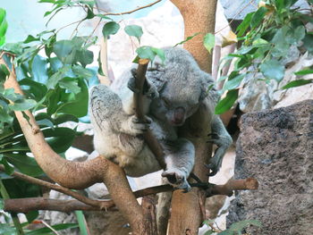 Monkey sitting on branch