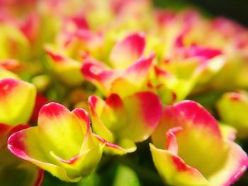 Close-up of flower blooming outdoors