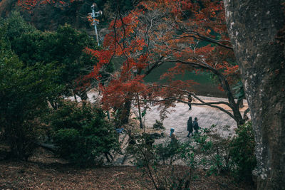 Trees growing in forest during autumn