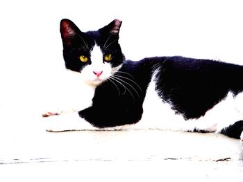 Portrait of black cat