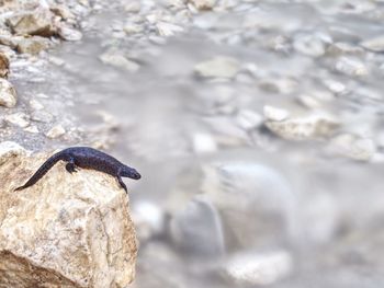 Close-up of bird perching on rock