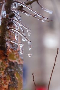 Close-up of frozen water