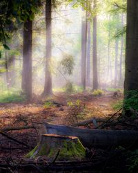 Trees in forest