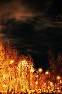 Illuminated trees against sky at night