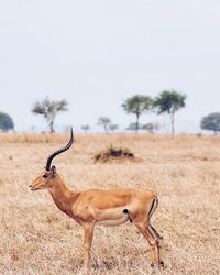 Side view of impala standing on grassy field against sky