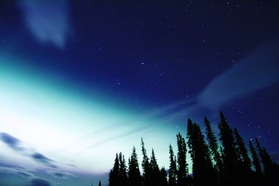 Aurora borealis and star field with silhouette trees