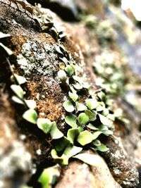 Close-up of green plant