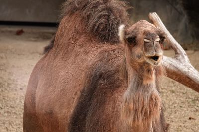 Close-up of camel in zoo