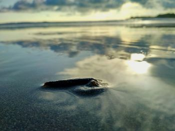 Close-up of crab on beach