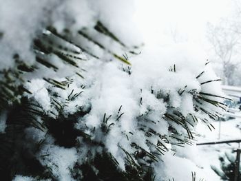 Close-up of snow on tree against sky