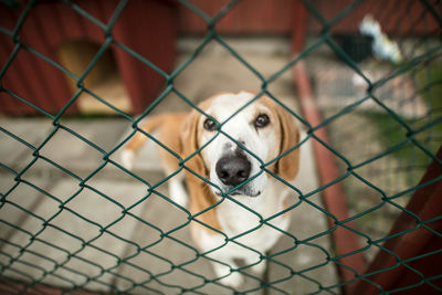 Portrait of dog seen through chainlink fence