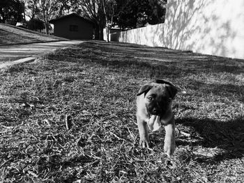 Dog standing on field