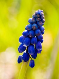 Close-up of purple flower against blurred background