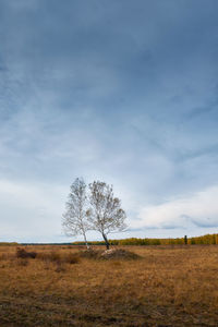 Bare tree on field against sky