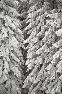 Full frame shot of tree mountain